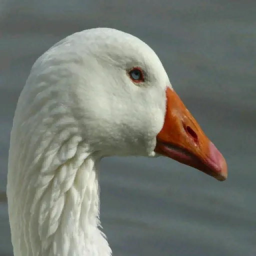 Minimap of duck